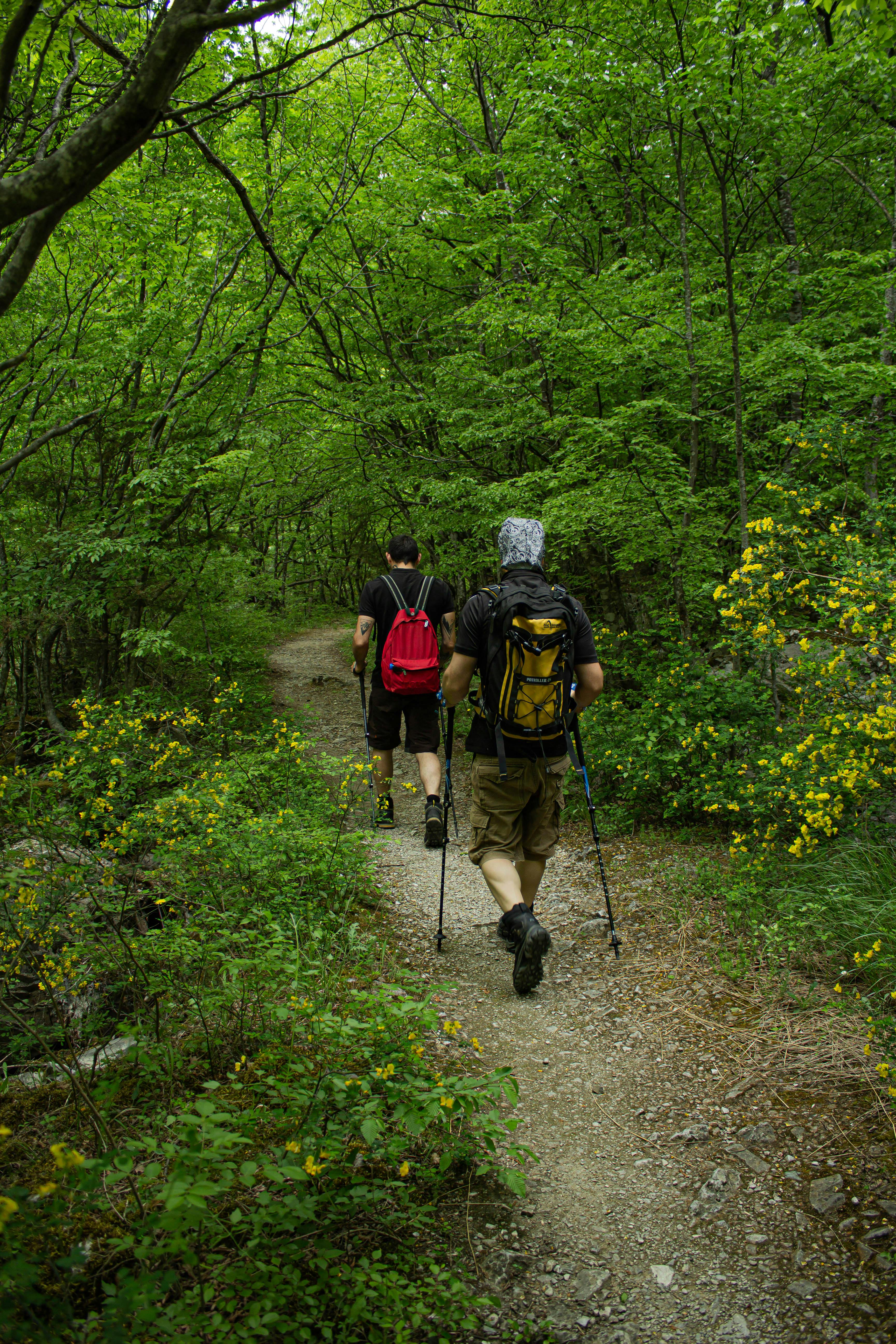 randonnée forêt