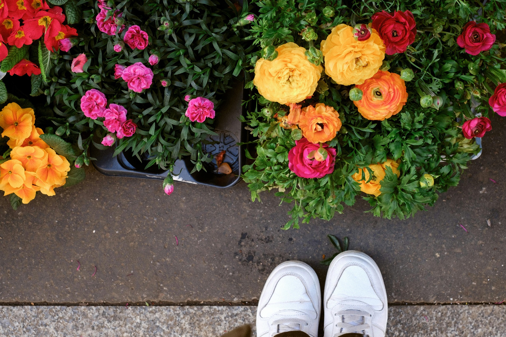 Marché aux fleurs