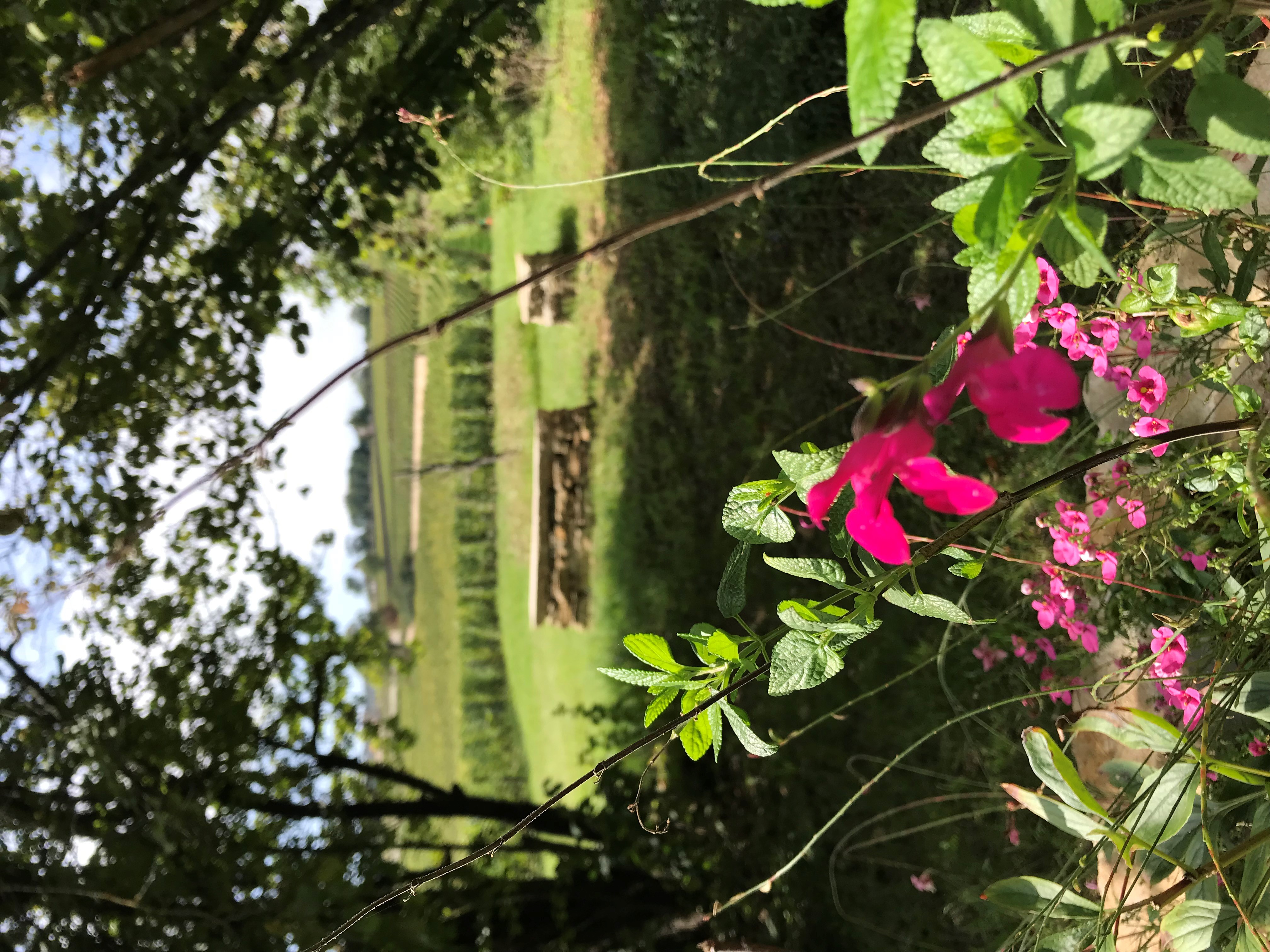 Le jardin olfactif des Petits Charrons