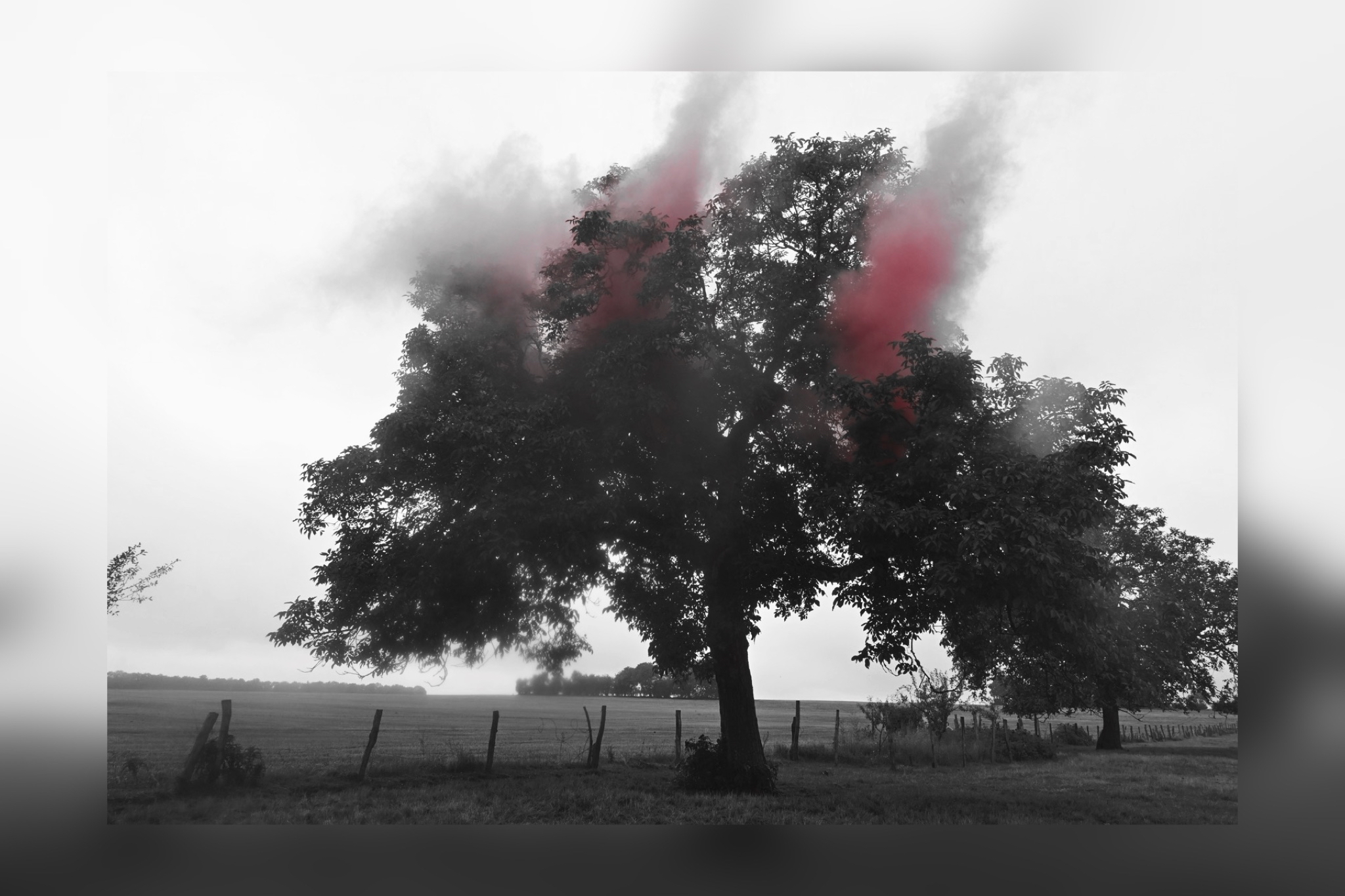 photographie_arbre_noir_blanc_art_issurtille_exposition