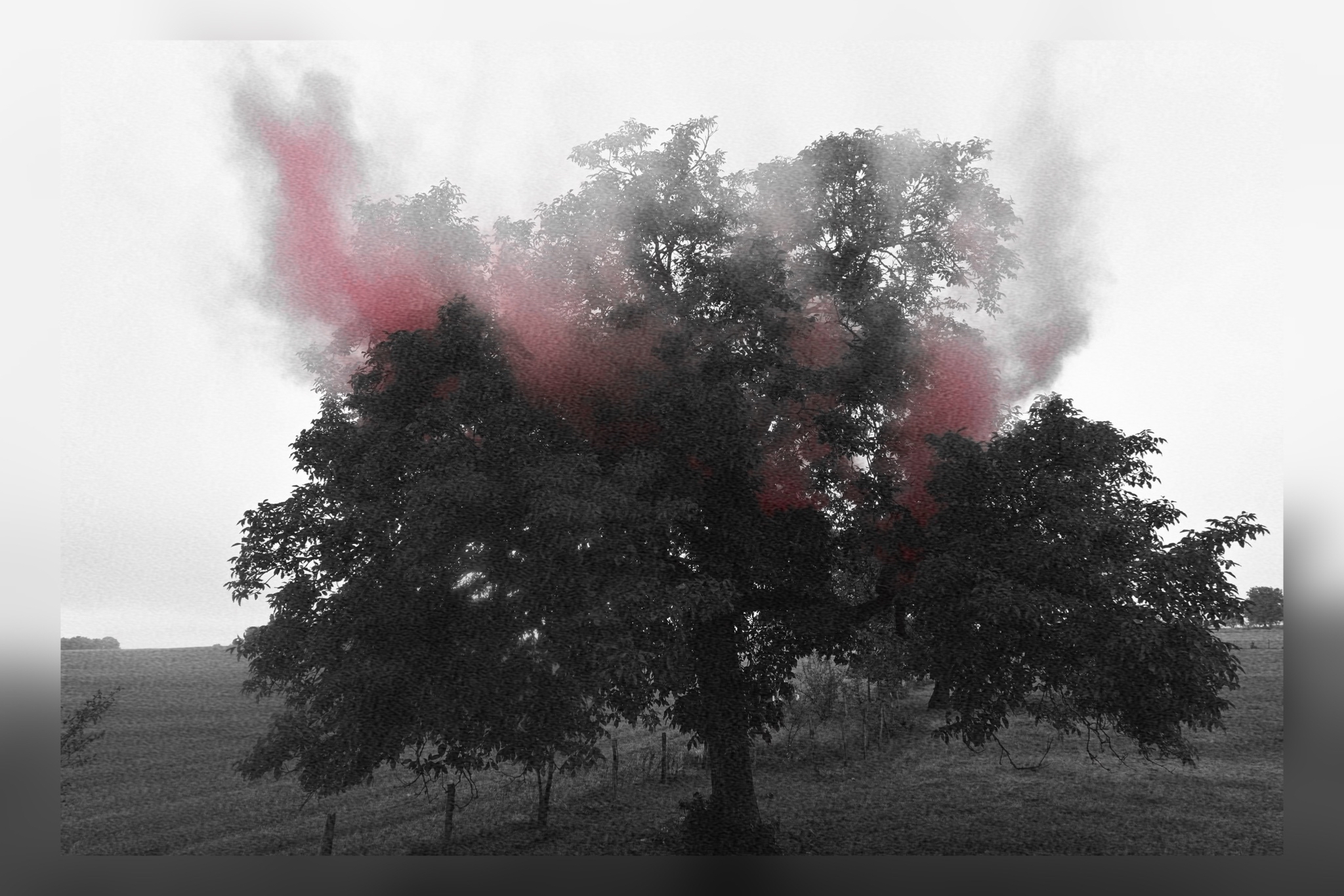 photographie_noir_blanc_rouge_grain_arbre_issurtille_exposition
