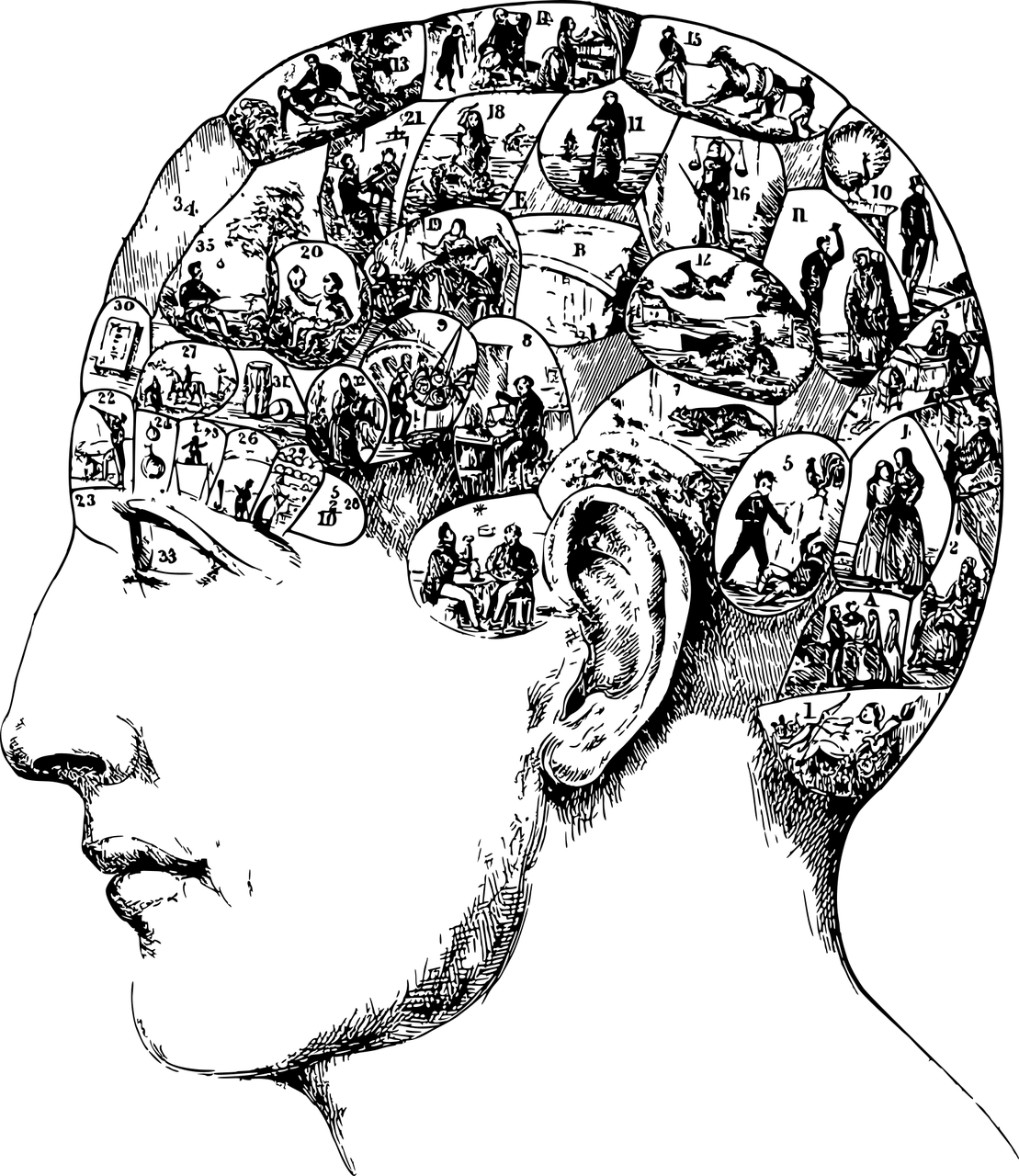 phrenology-5649932_1280