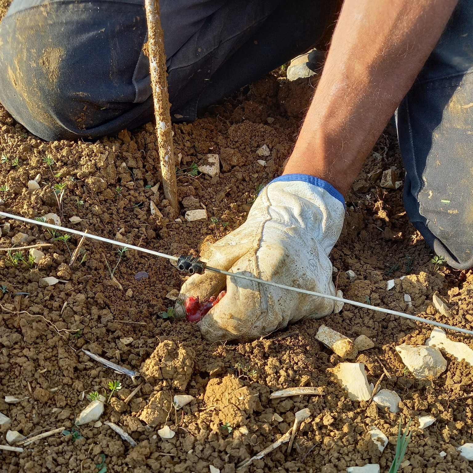 plantation d'un pied de vigne