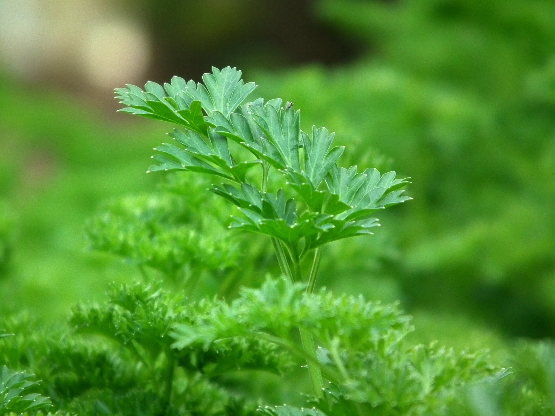 plante