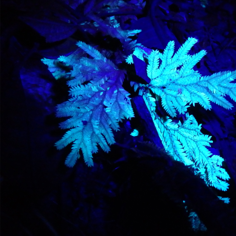 fluorest