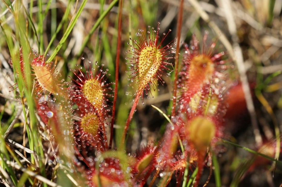 Balade "Des plantes fascinantes au coeur des tourbières"