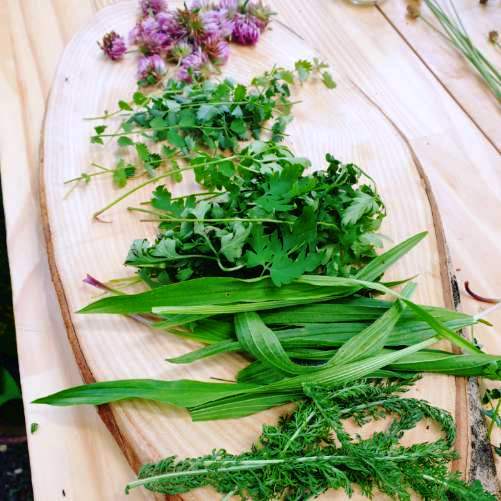 plantes femmes c. Histoires d'herbes