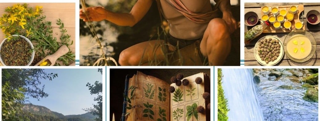 plantes-medicinales-et-comestibles-reconnaissance-cueillettes-cuisine-sauvage-macerat-baume