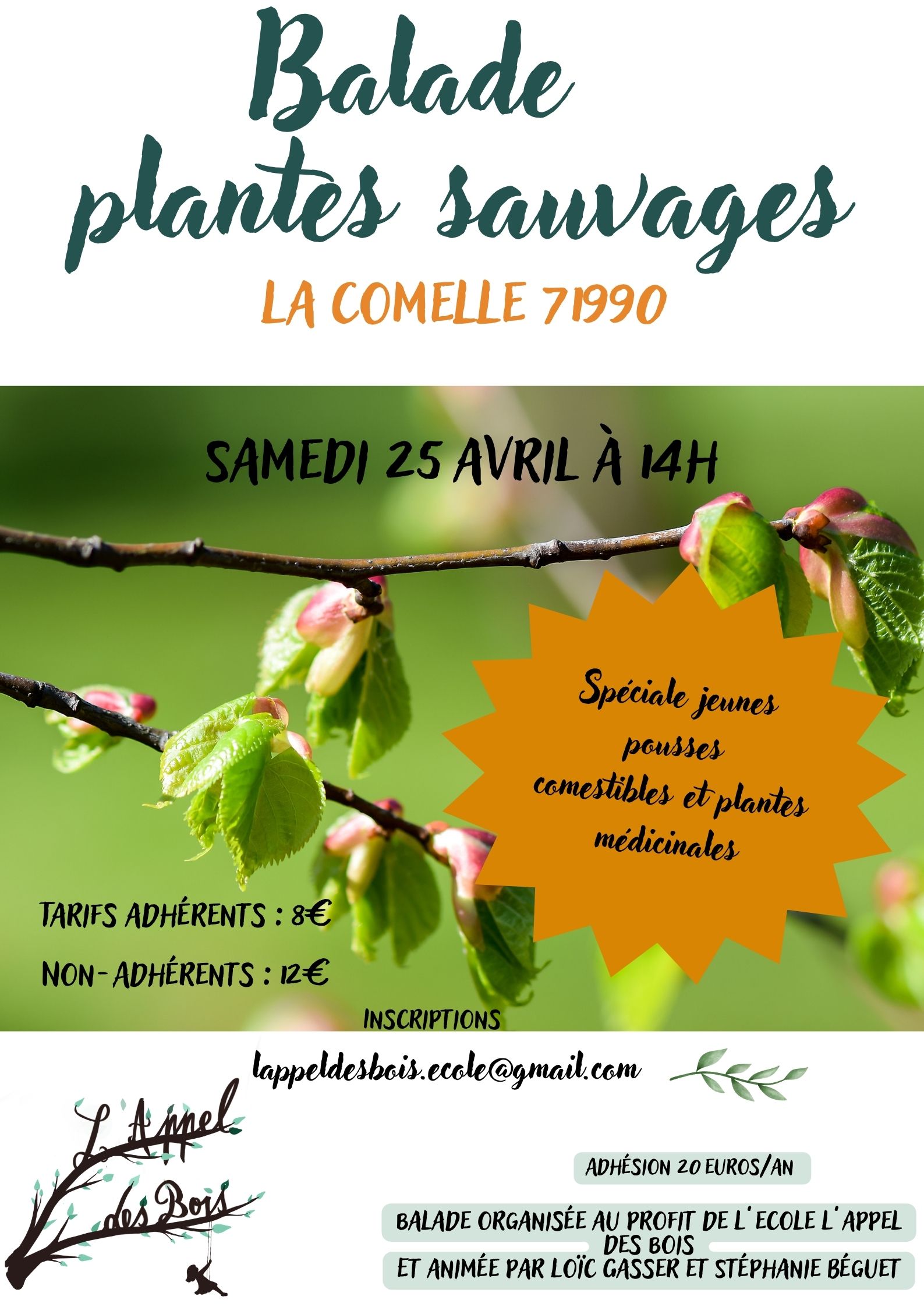 Balade reconnaissance plantes sauvages comestibles et médicinales — visuel événement