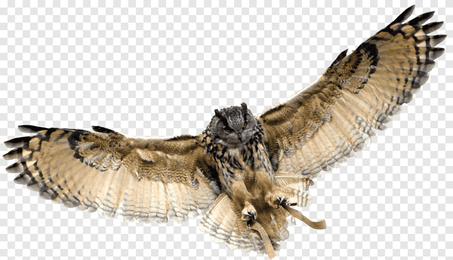 png-clipart-baby-owls-bird-great-horned-owl-owl-fauna-wildlife