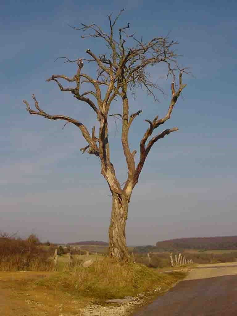 Le Poirier — image 3