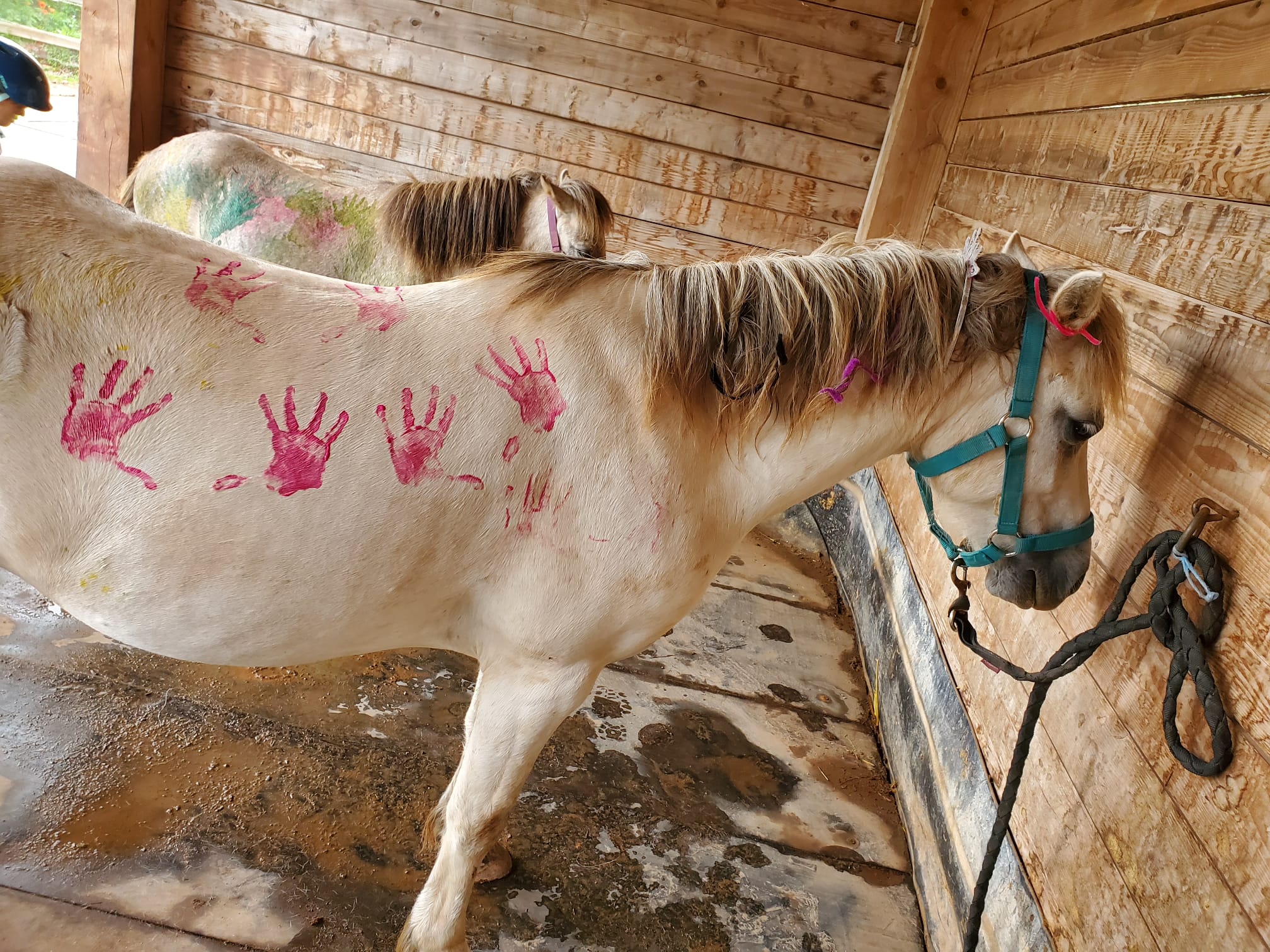 poneys decorés