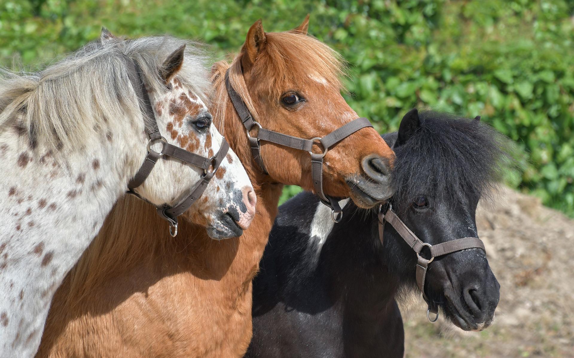 poneys