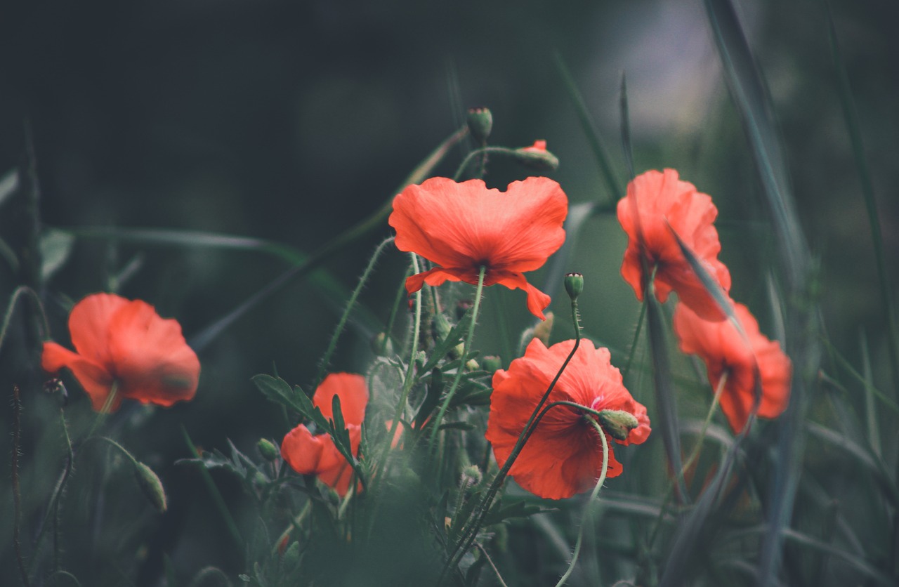 Coquelicots