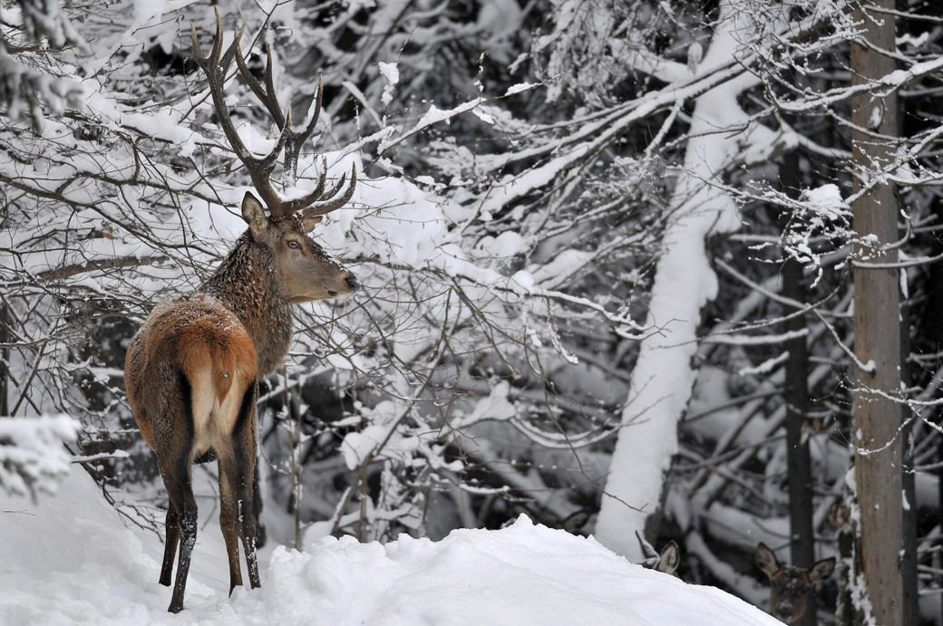 projection_cerf_duraffourg