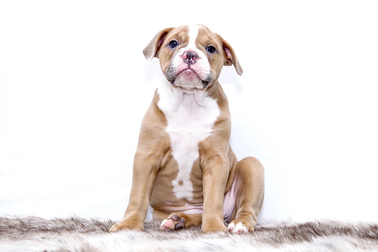 puppy-1118584_1280