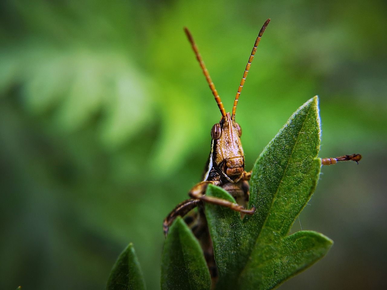 quand les insectes auront des dents