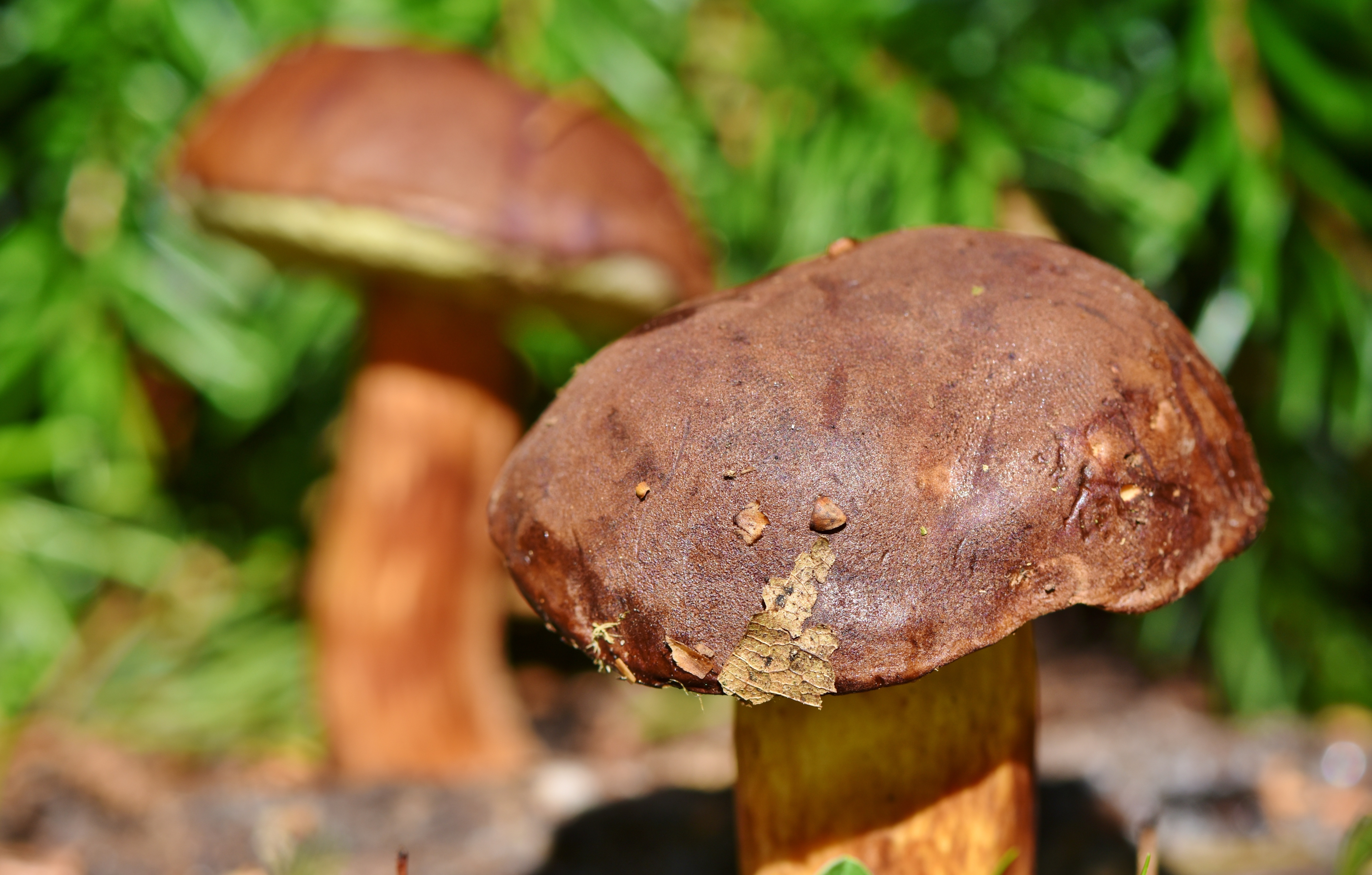 Exposition de champignons