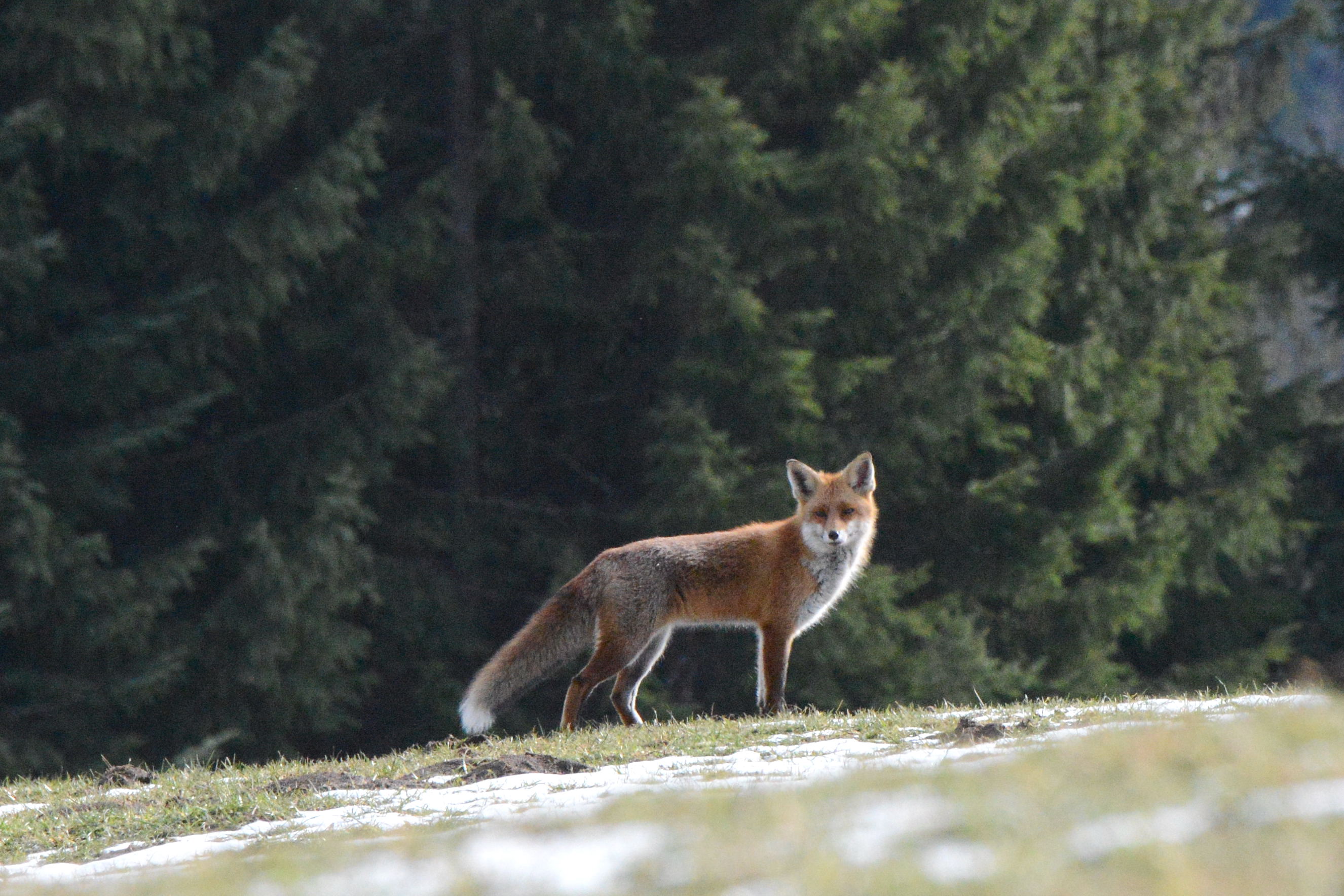 Conférence « Goupileries : Histoire de renard, vie et biologie » par Noël Jeannot
