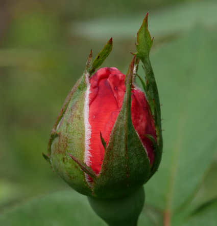 rencontre avec la rose