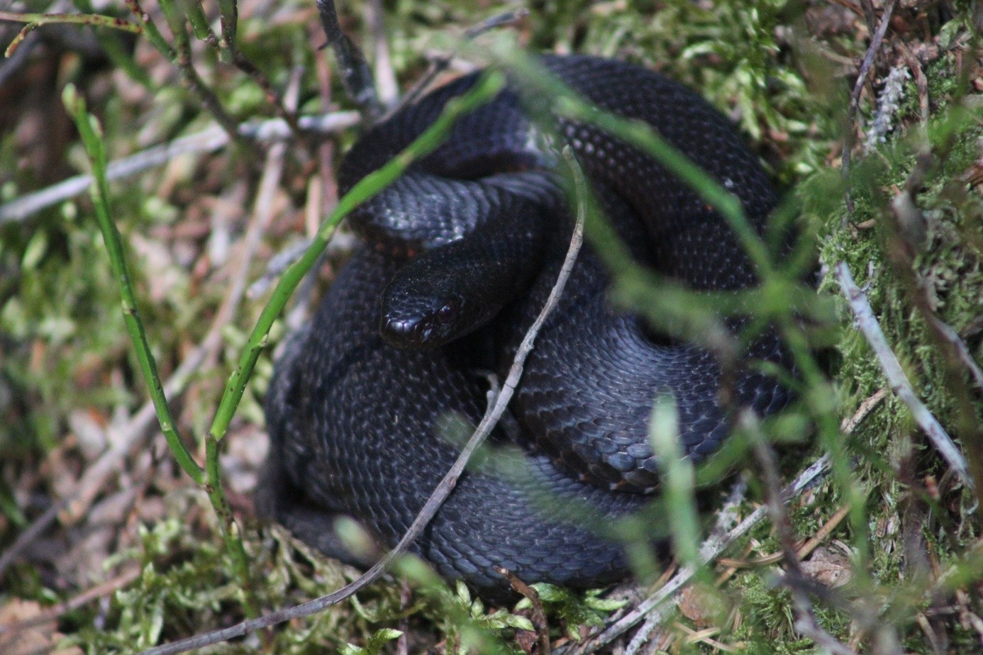 Sortie naturaliste : amphibiens et reptiles