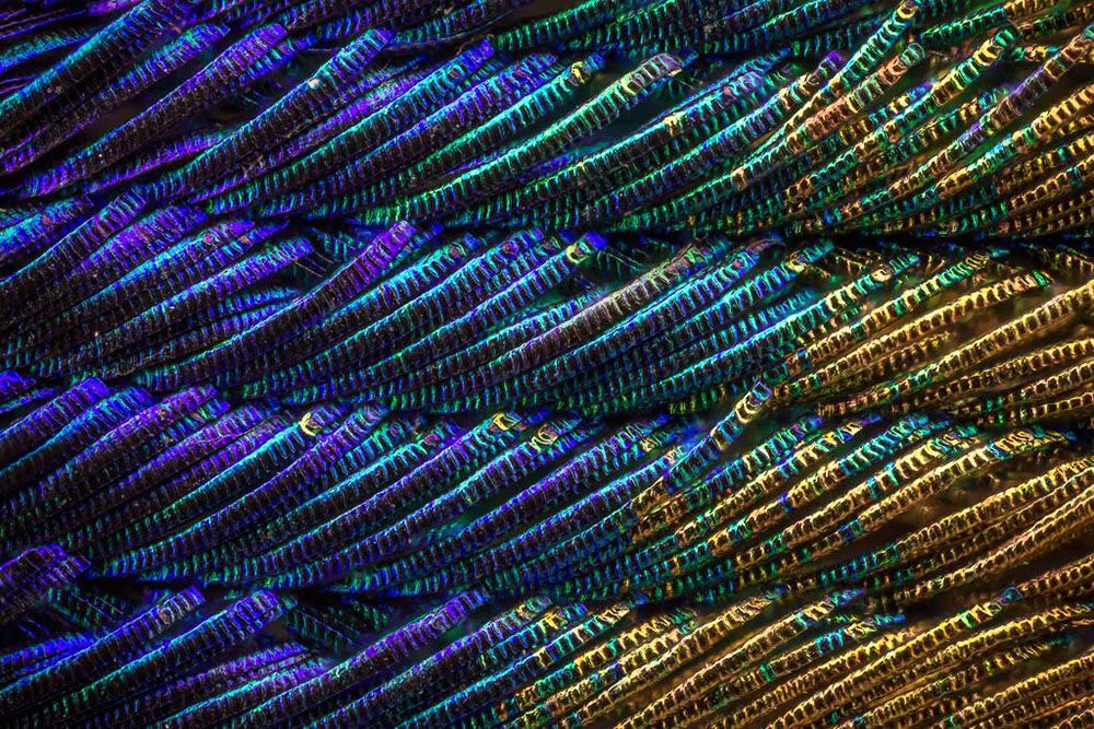 Biomimétisme : innover en s'inspirant du monde vivant