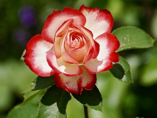 LA JOURNÉE DE LA FLEUR