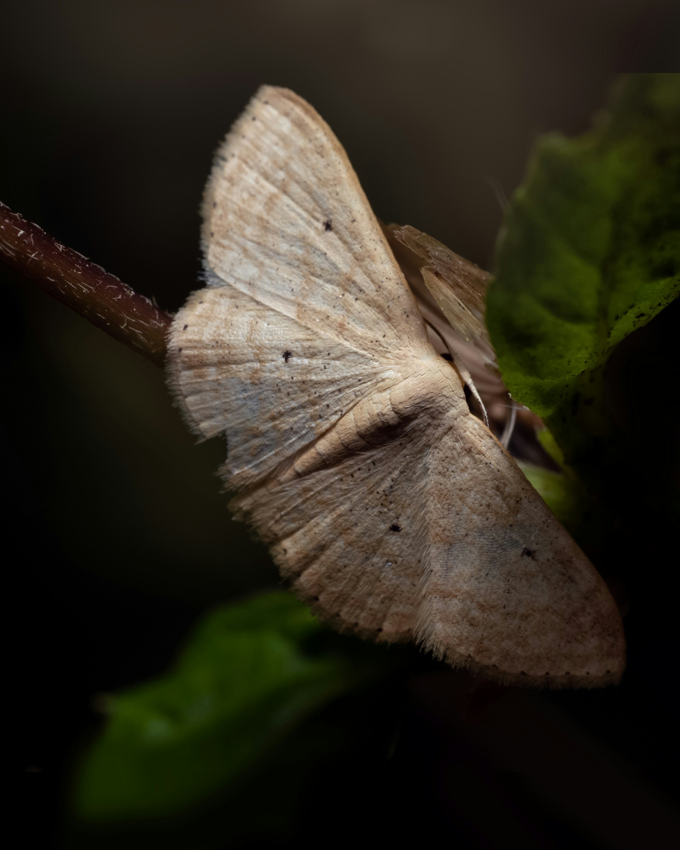 Les papillons nocturnes