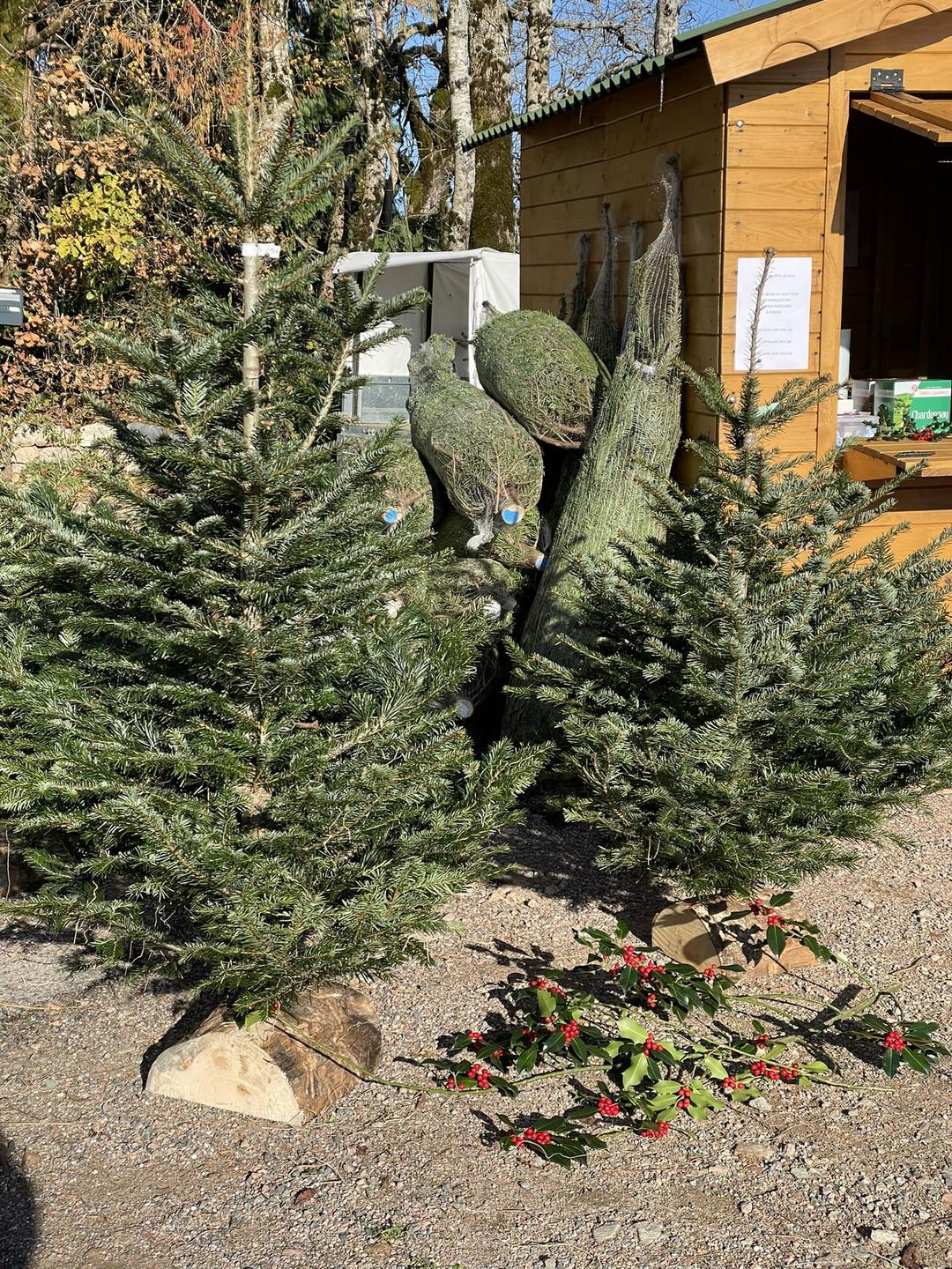 Le Morvan, pays des sapins de Noël !