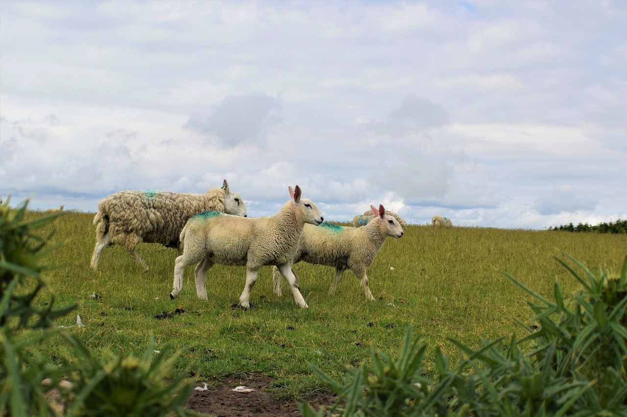 sheep-5379285_1280