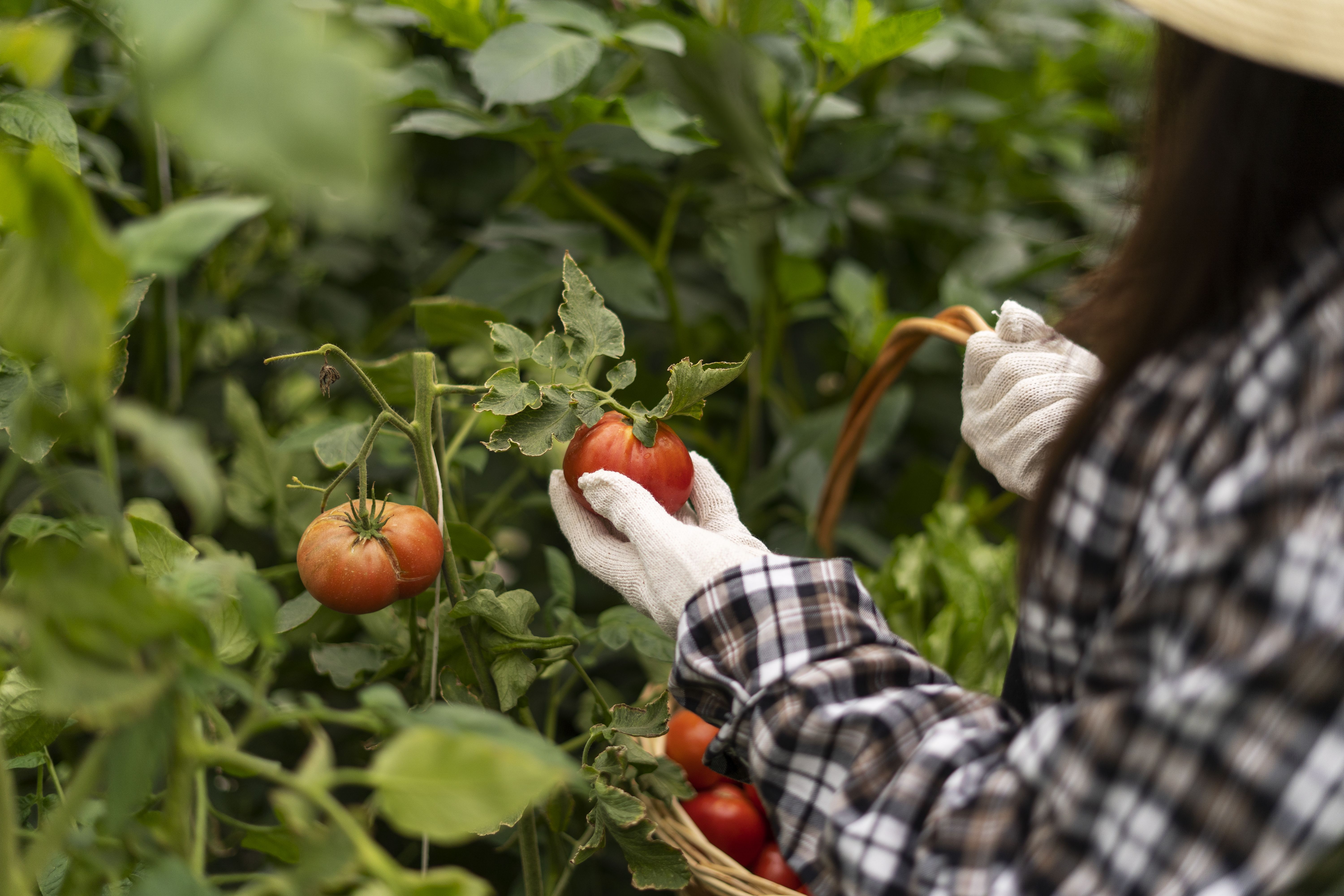 side-view-woman-picking-tomatoes