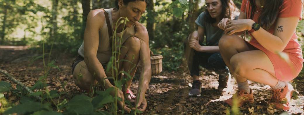 Plantes sauvages