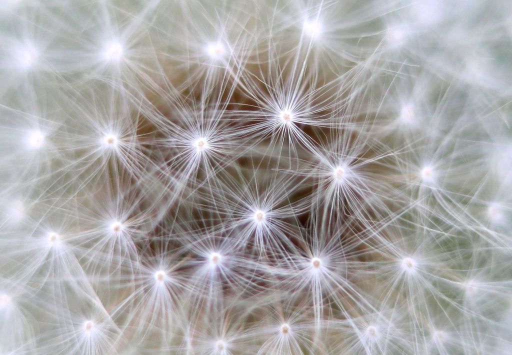 Biomimétisme : innover en s'inspirant du monde vivant