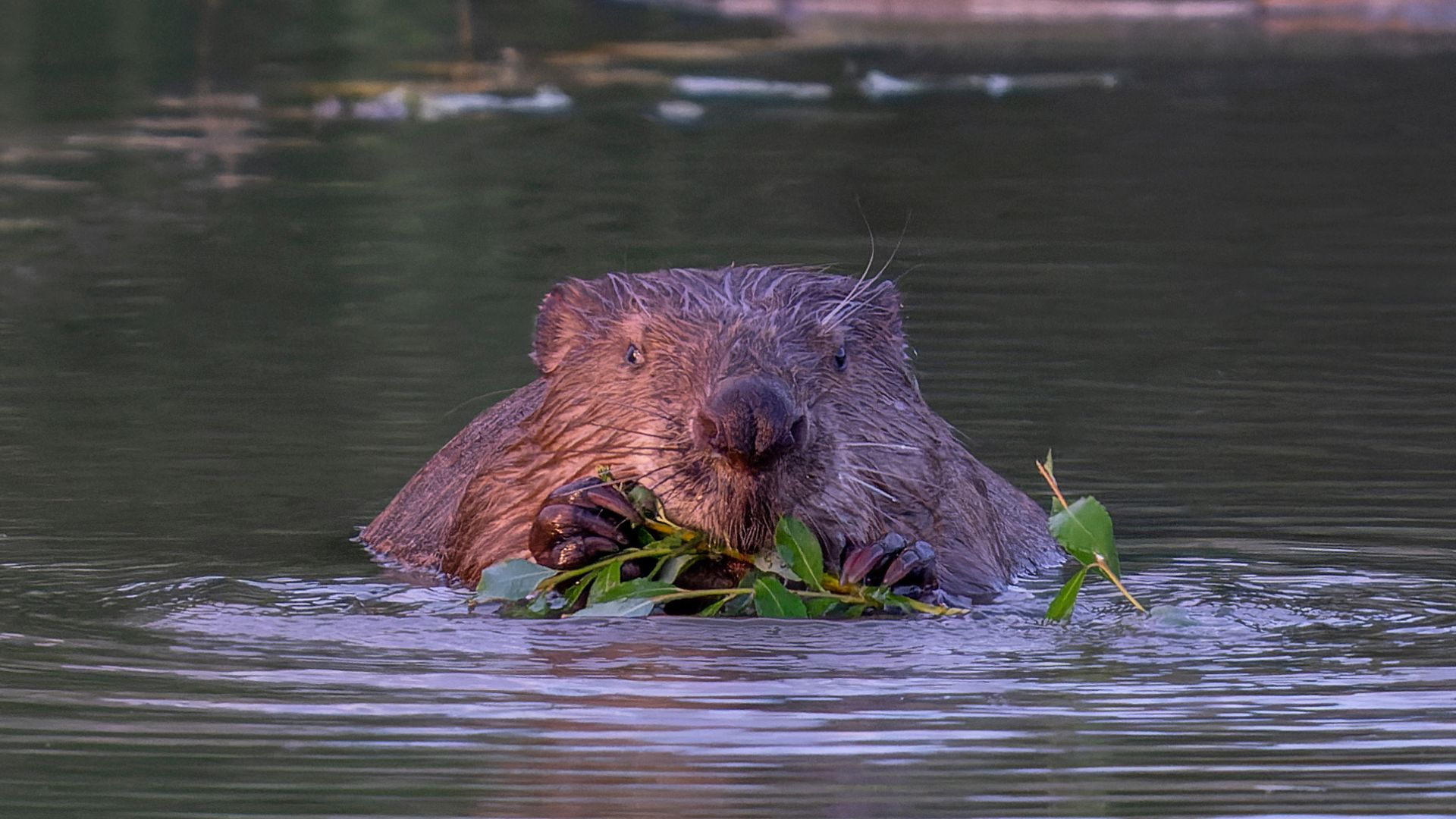 décibelles - sortie castor