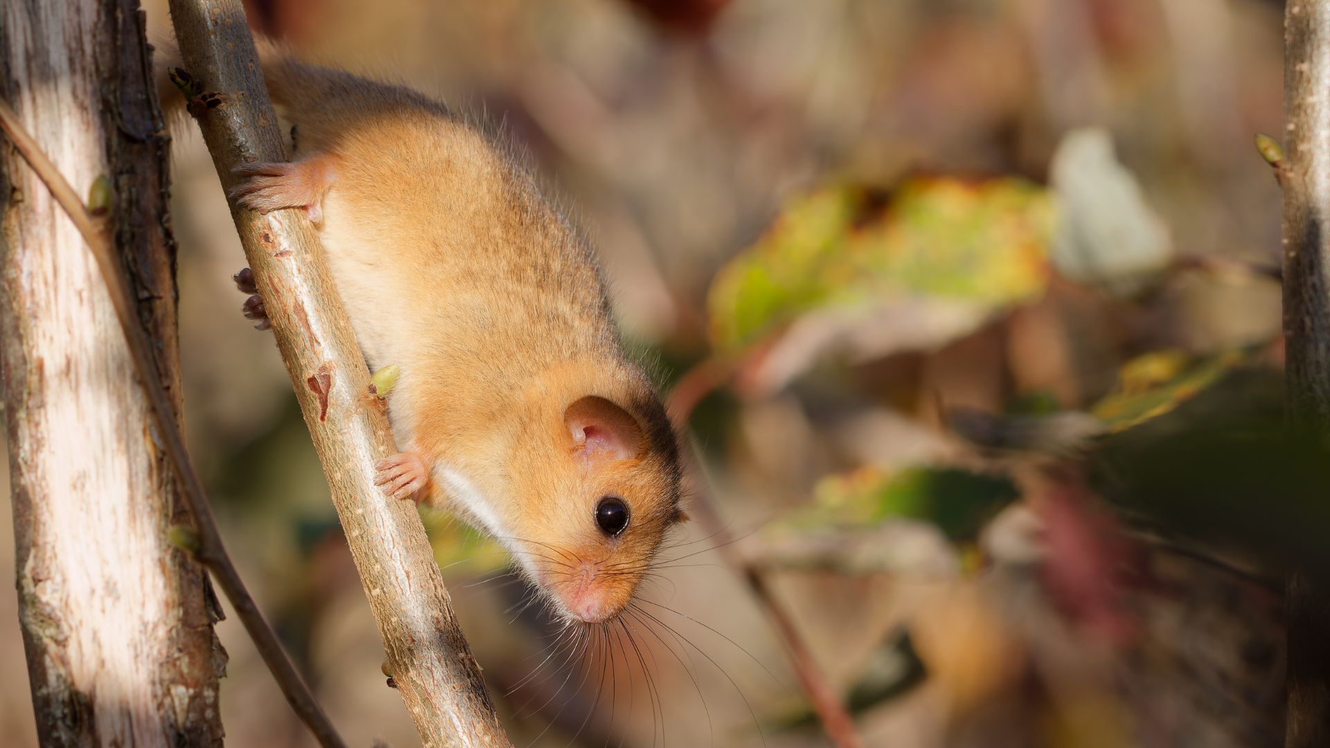 muscardin dans la haie