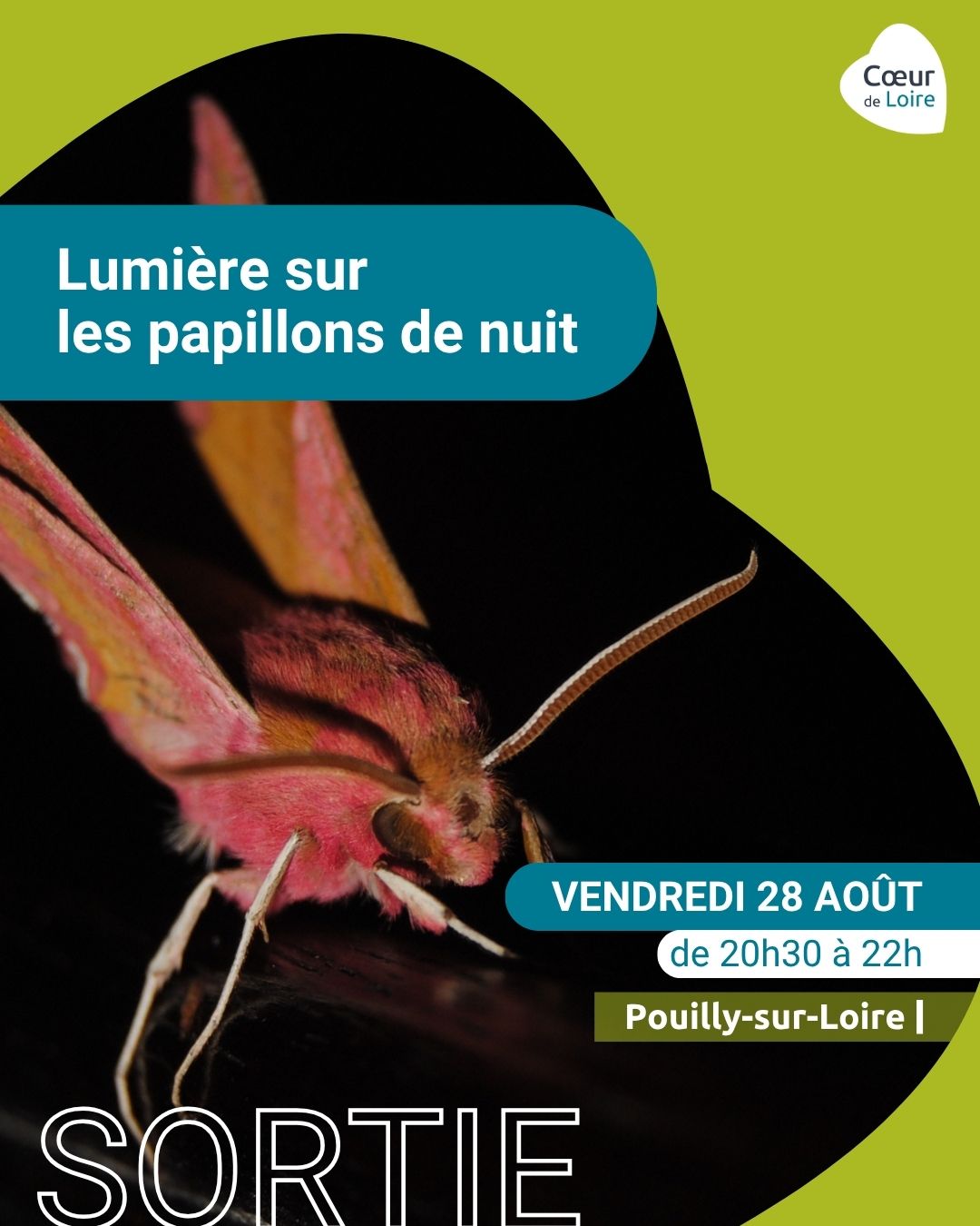 Sortie "Lumière sur les papillons de nuit"