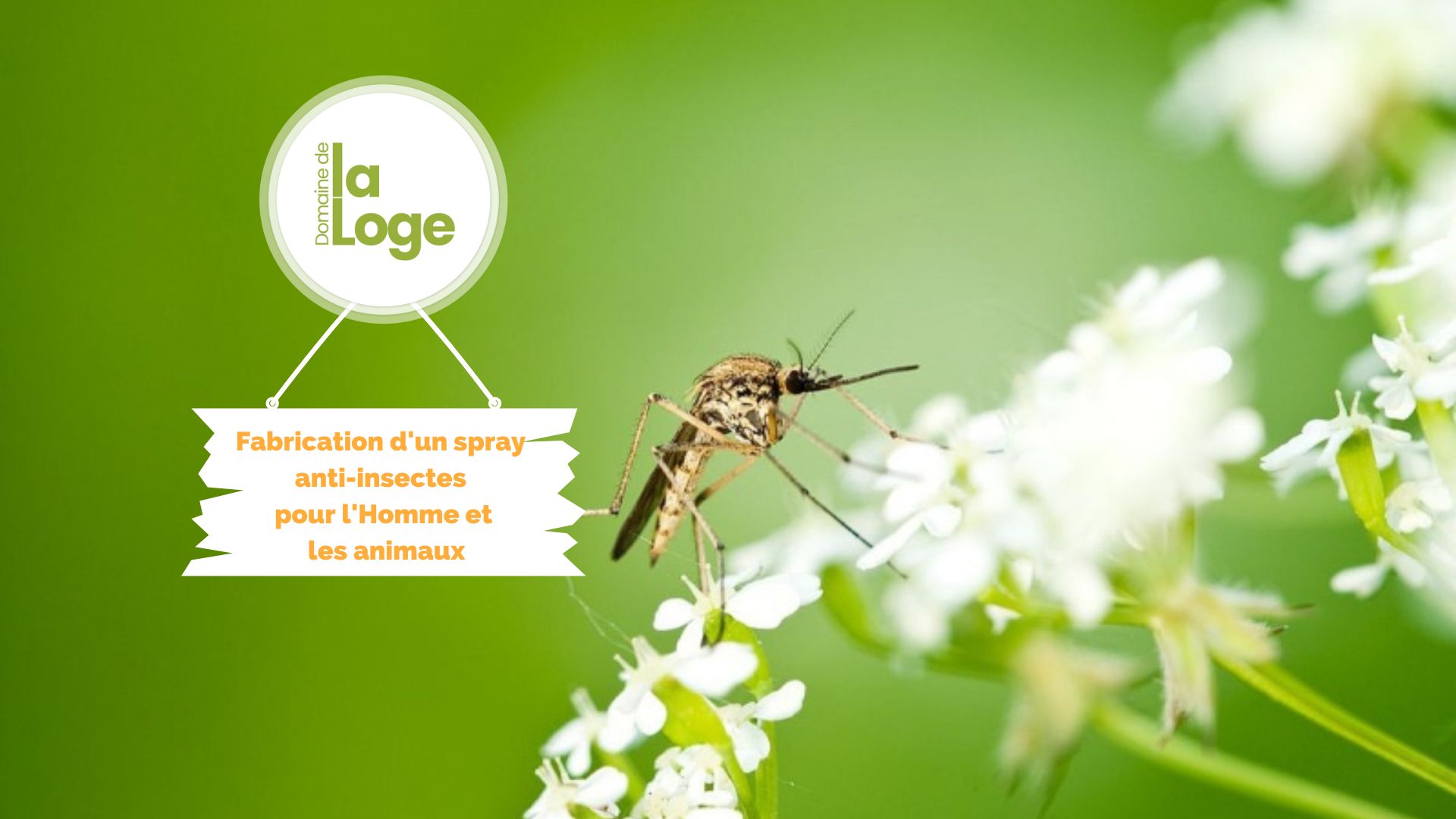 Atelier fabrication d'un spray anti-insectes