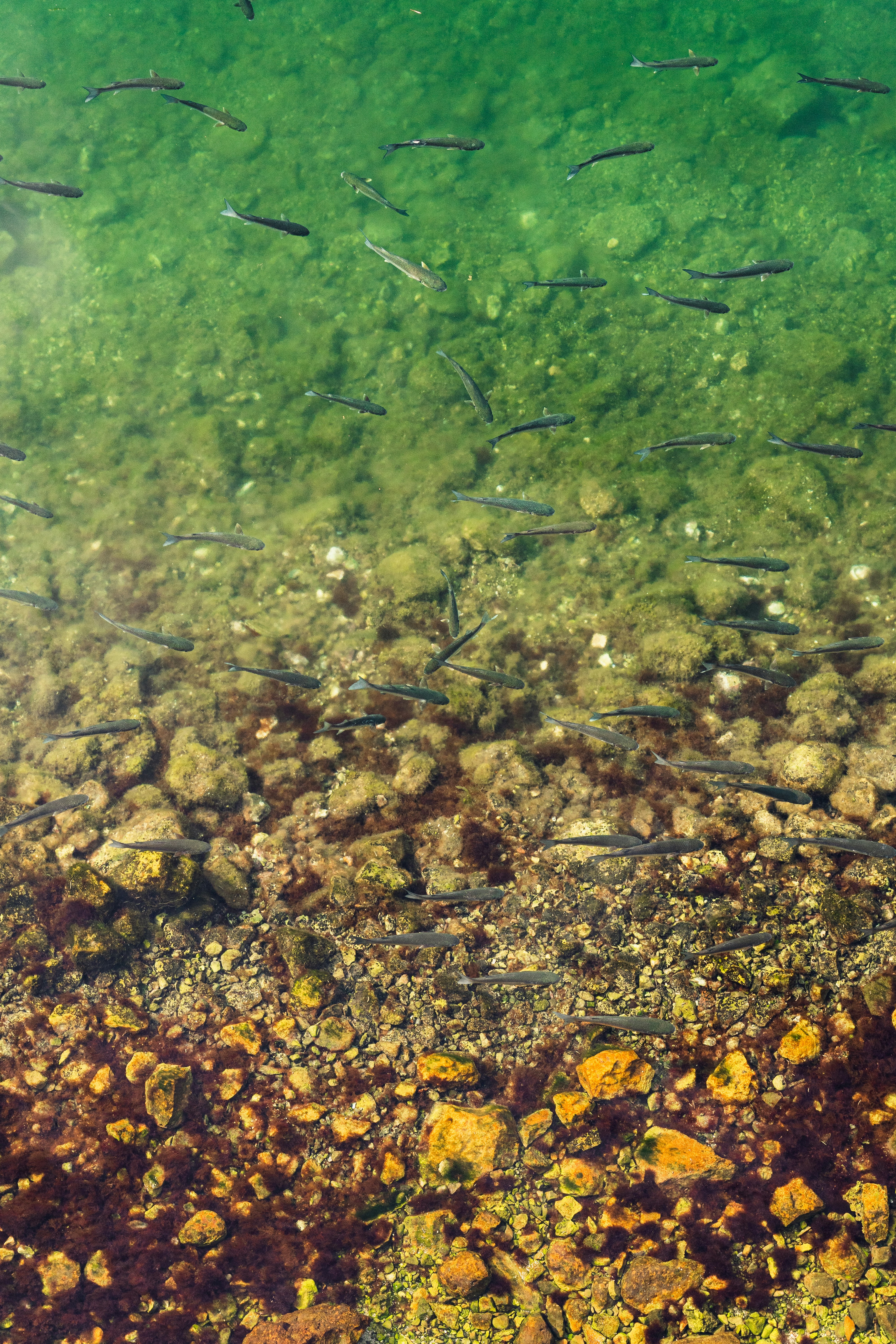 Les poissons de nos rivières