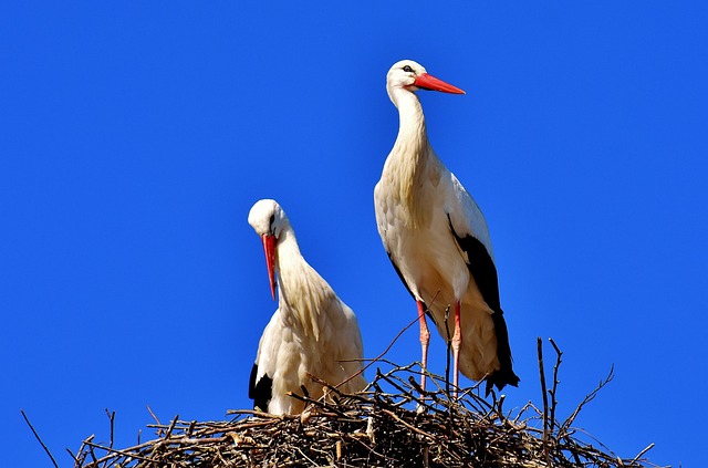 storks-2525893_640