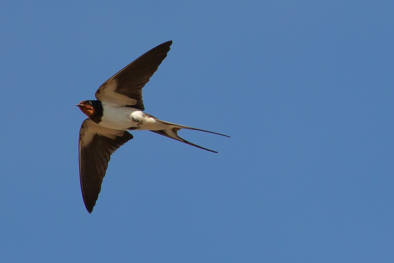 swallow-flying-5228995_1280 - Crédits : pixabay