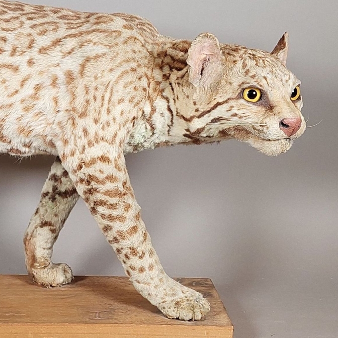 Rencontre-métier  : Restaurateur et taxidermiste au Château Montbéliard Wurtemberg