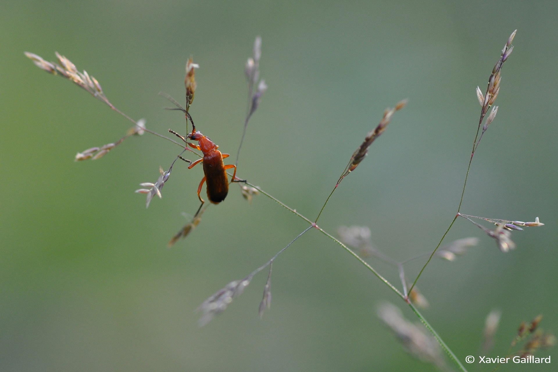 Insectes, qui êtes-vous ?