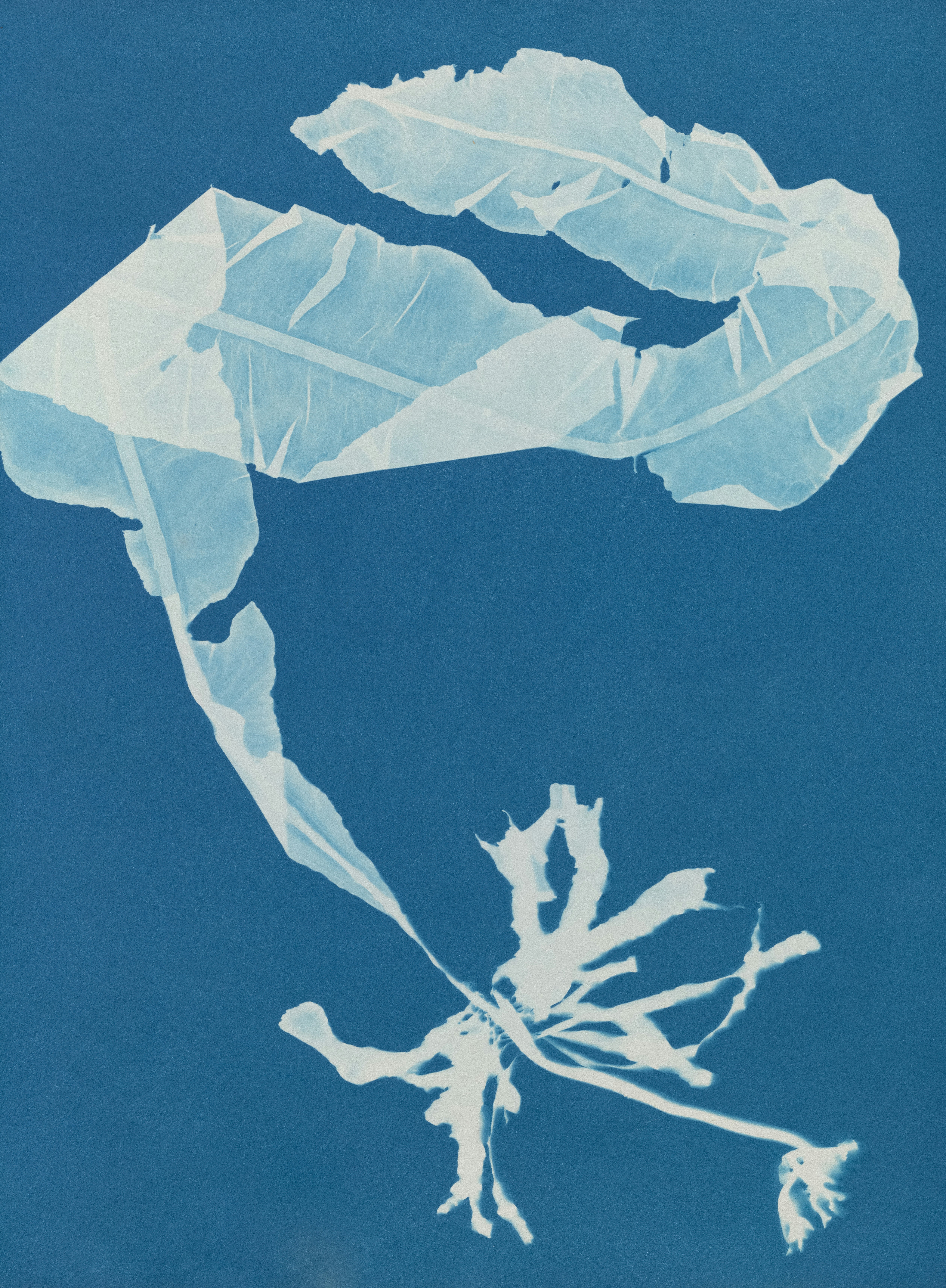 Médiathèque de Viry : Atelier cyanotype