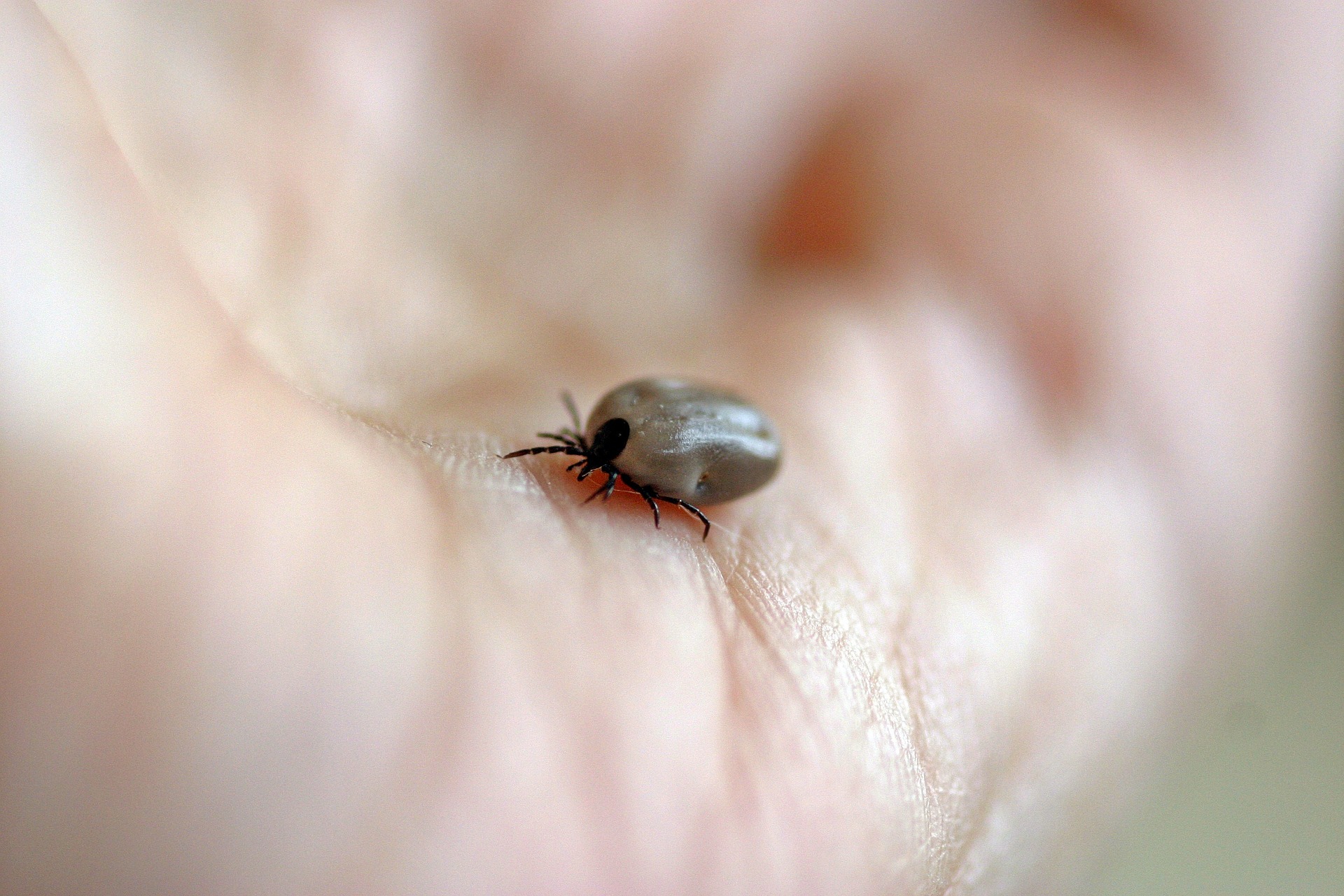 tick-g6c984b447_1920