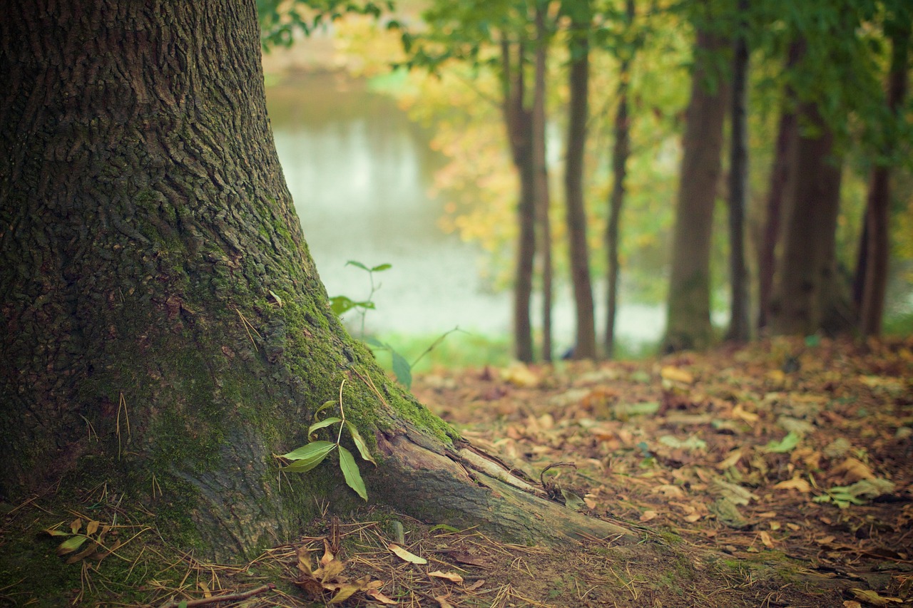 tree-569275_1280