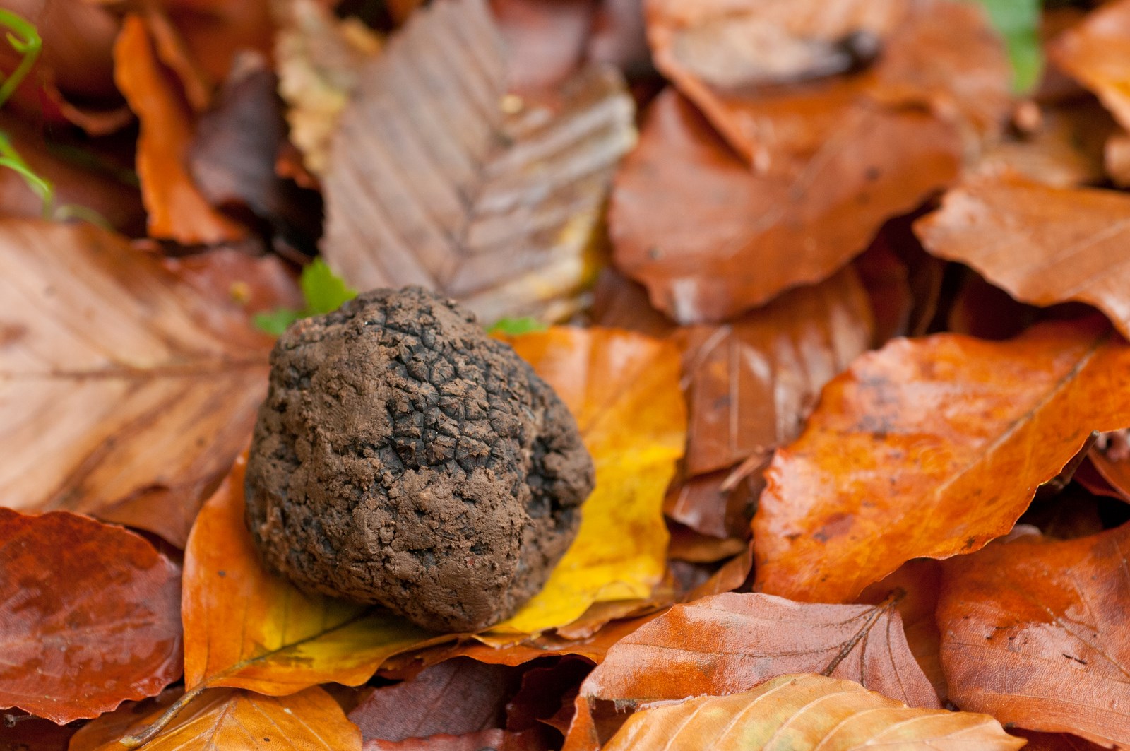 truffes entière feuillage d'automne