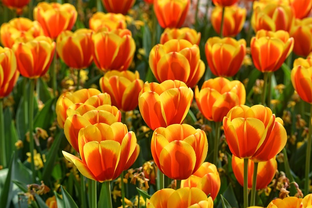 tulip-3358577_640