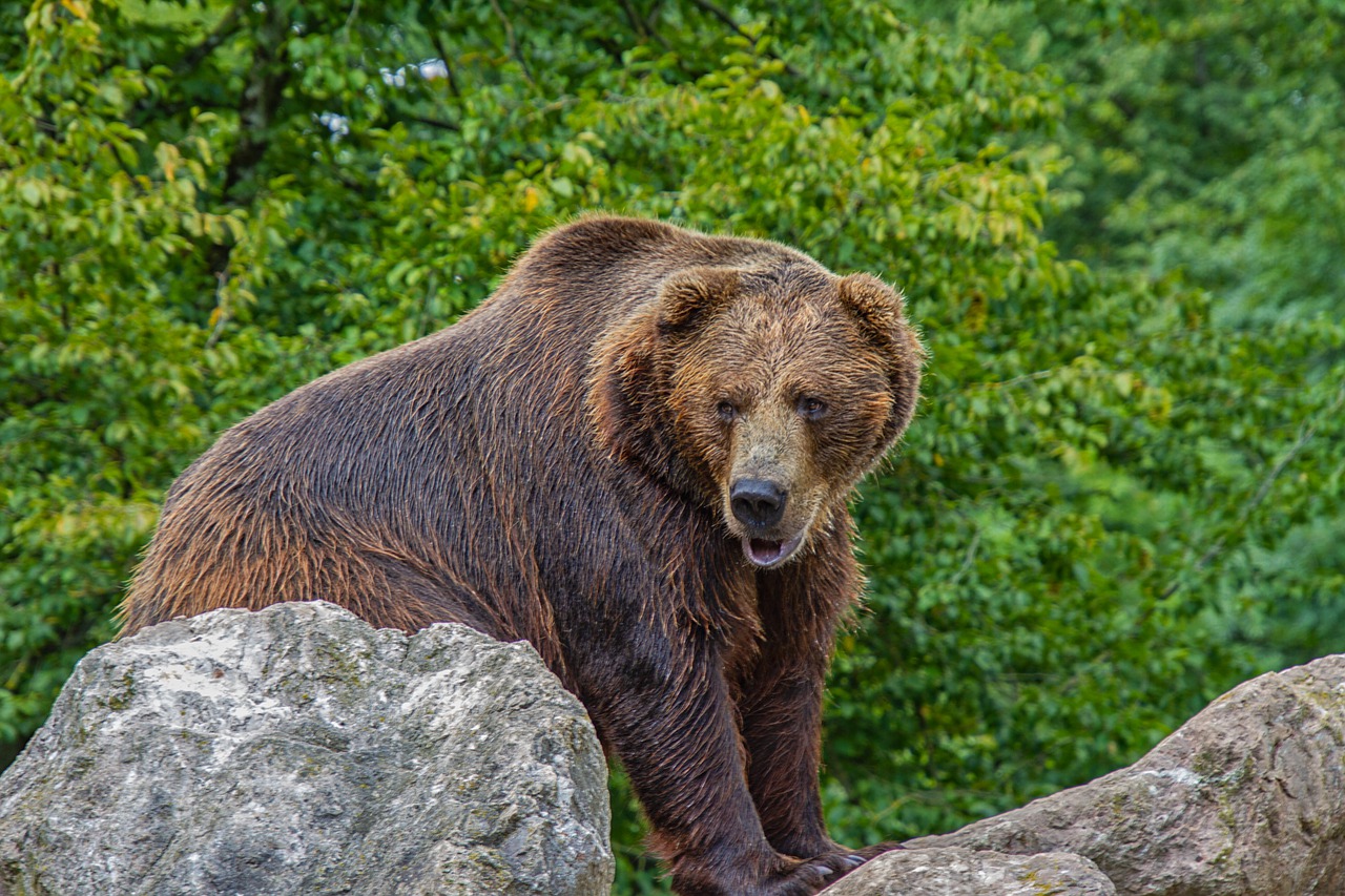 Un ours à solutre-pixabay