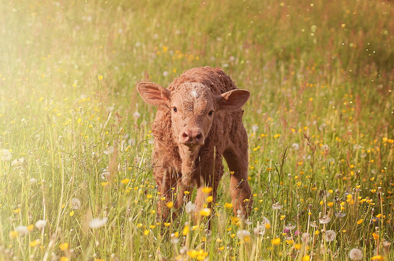 vache_veau