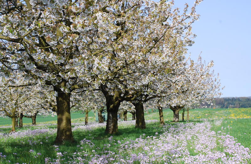 verger-en-fleurs
